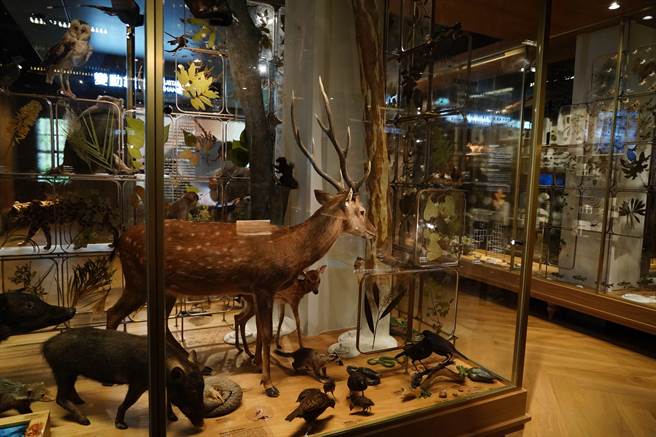 博物館探險之旅中的國立台灣博物館本館內有多樣常設展及特展。（北市觀傳局提供）