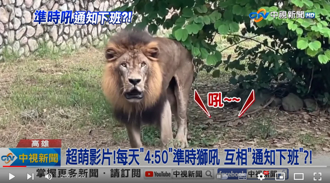 獅子每天準時「16：50」集體吼叫 遊客笑稱趕下班 壽山動物園：是真的