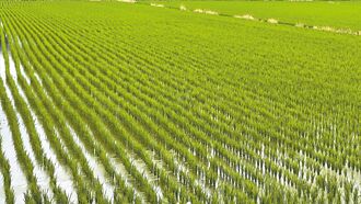 農業部統計 國內稻米自給率100％ 供應充足