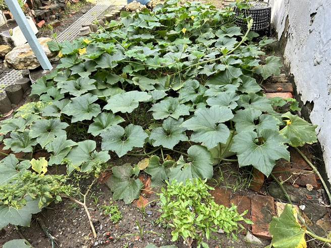 武汝洁家前的小花圃，他晚年只能靠种菜、邻居给剩菜饭度日。（崔正纲摄）
