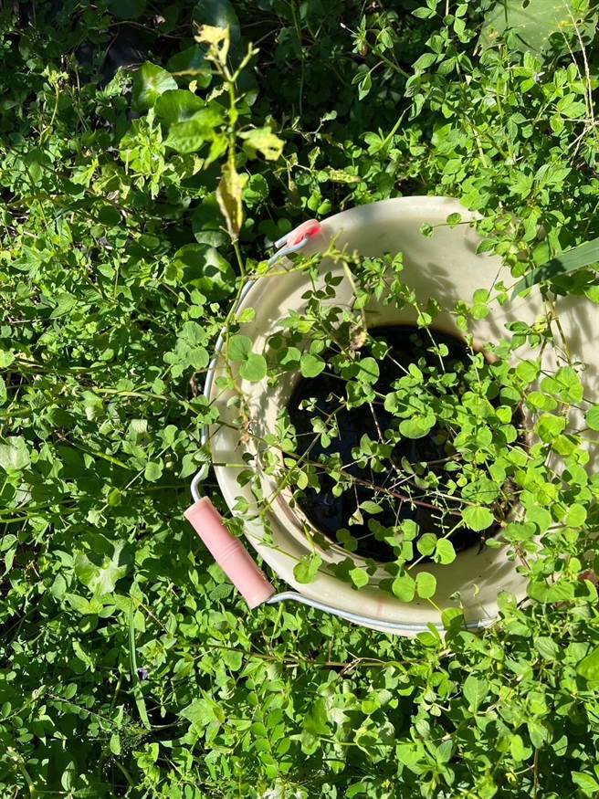 嘉义县再增1例登革热确诊，县府呼吁民眾落实巡倒清刷。（嘉义县政府提供／廖素慧嘉县传真）