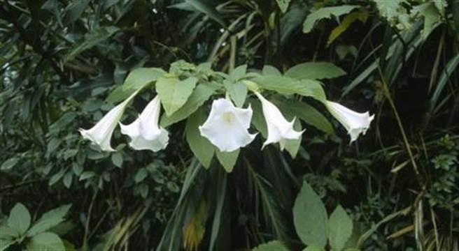 符水由「大花曼陀罗花」熬煮成，内有「东莨菪碱」等有毒成分。（摘自卫生服务部食品药物管理署网站／崔正纲高雄传真）