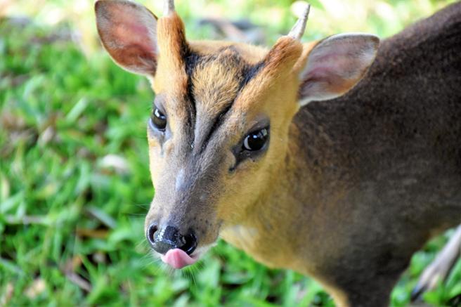 壽山動物園山羌（圖片來源：高雄市觀光局提供）