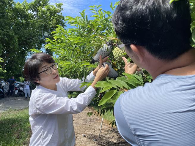 台东县长饶庆铃视察大目释迦园防颱措施，农民盼大目释迦纳入销陆行列，挽救低迷的内销价格。（萧嘉蕙摄）