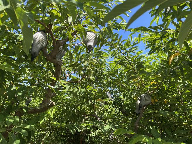 近年大目释迦内销价格低落，入不敷出，台东释迦农计画性减产约4万斤因应。（萧嘉蕙摄）