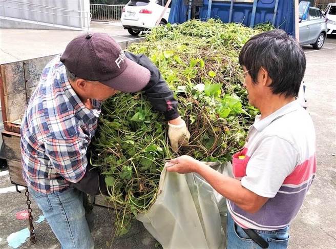 苗栗县即日起到10月底以每公斤5元收购小花蔓泽兰。（苗栗县政府提供／李京升苗栗传真）