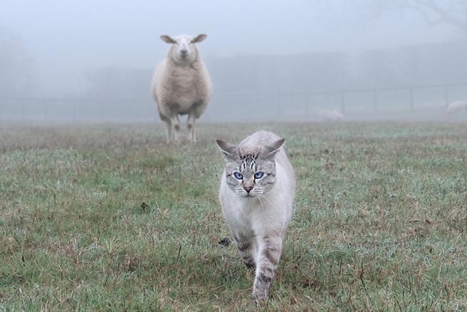 牧羊犬很常见，但懂得如何牧羊的猫却很少见。（示意图／达志影像）