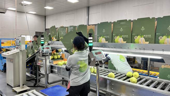 台南市麻豆区农会获得农粮署补助，投资千万建置台湾首座文旦智慧化自动分级包装场。（张毓翎摄）