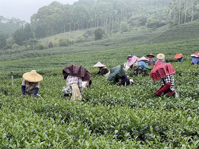 杉林溪茶是台湾知名的茶产区之一，竹山镇农会为了鼓励茶农产制高级茶举行「杉林溪优良茶评鑑」。（杨静茹摄）