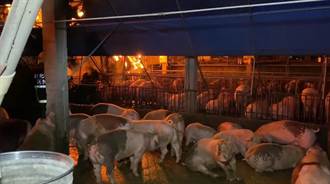 彈簧床工廠火警嚇壞緊鄰養豬場 上百豬隻發抖怕變BBQ