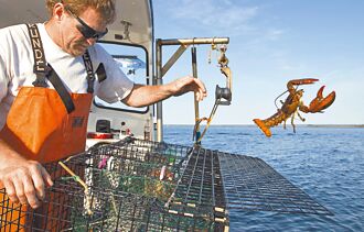 海水升溫 美龍蝦漁獲年年減