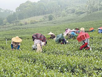 南投 越南茶冒充台灣茶獲獎 茶農判4個月