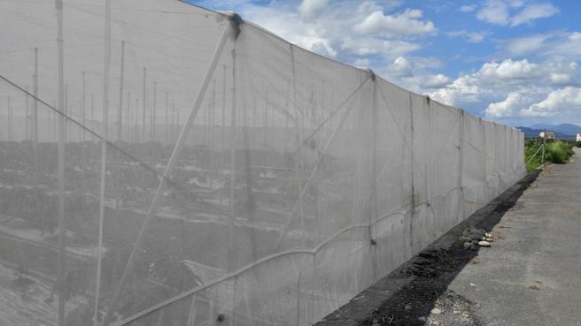 高雄市农业局提醒苏拉颱风来袭 请农民加强防范及注意抢收安全。（图片来源：高雄市农业局提供）