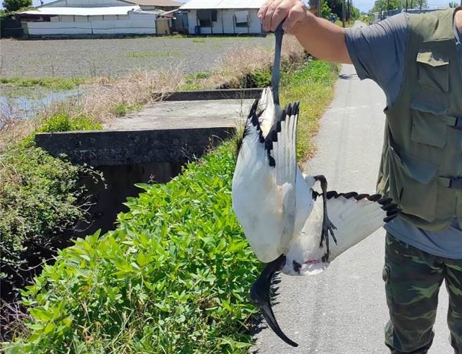 台东市丰里地区昨天出现强势外来种埃及圣䴉。（林业及自然保育署台东分署提供／蔡旻妤台东传真）