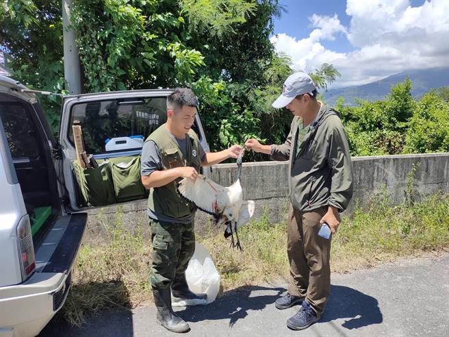 台东市丰里地区昨天出现强势外来种埃及圣䴉。（林业及自然保育署台东分署提供／蔡旻妤台东传真）