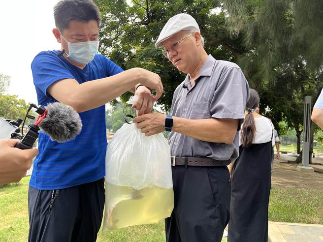 清大请到校内生态专家、生科院荣誉退休教授曾晴贤（右）指导，定量施放草鱼等5种「工具鱼」鱼苗。（王惠慧摄）