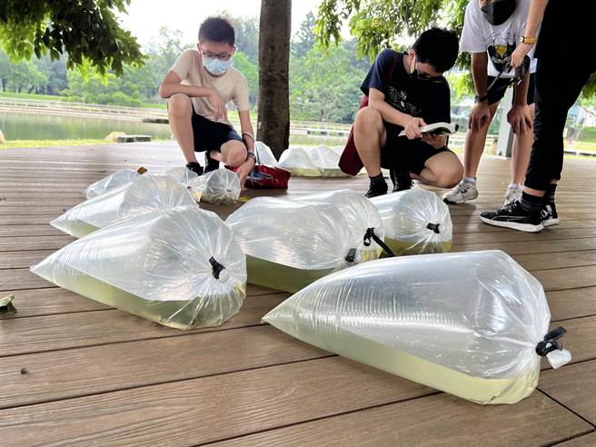清华大学成功湖整治工程歷经1年后完工，为维持水域生态平衡，定量施放草鱼等5种「工具鱼」鱼苗。（王惠慧摄）
