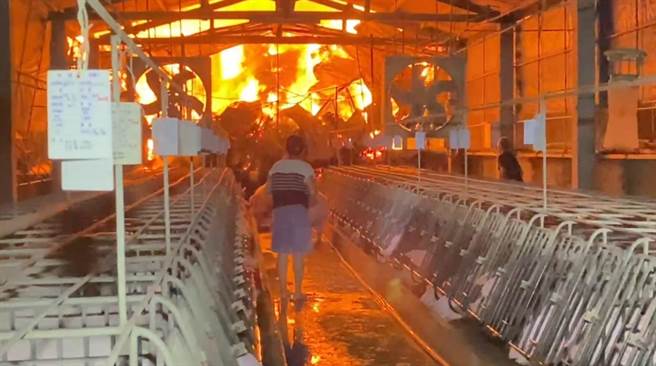 不过因工厂紧邻养猪场，旁边的猪只受到惊吓，养猪场老板更怕猪只一不小心就BBQ。（民眾提供／吴建辉彰化传真）