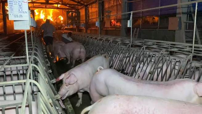 由于场内有许多待产的母猪，老板也担心母猪受到惊吓让仔猪不保，甚至变烧烤。（民眾提供／吴建辉彰化传真）