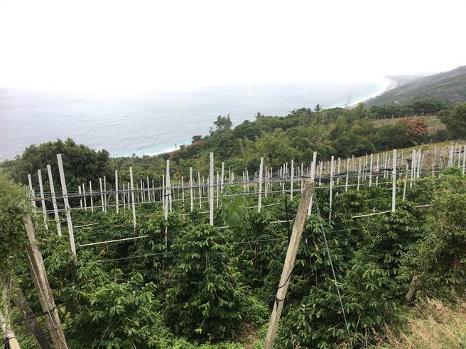 颱風蘇拉接近台灣，農業部茶改場與農改場齊籲農友注意防範，圖為咖啡立支架。（茶改場提供／蔡明亘桃園傳真）