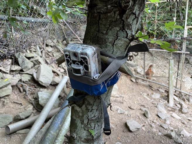在鸡舍周边架设自动照相机进行监测。（林业及自然保育署花莲分署提供／王志伟花莲传真）