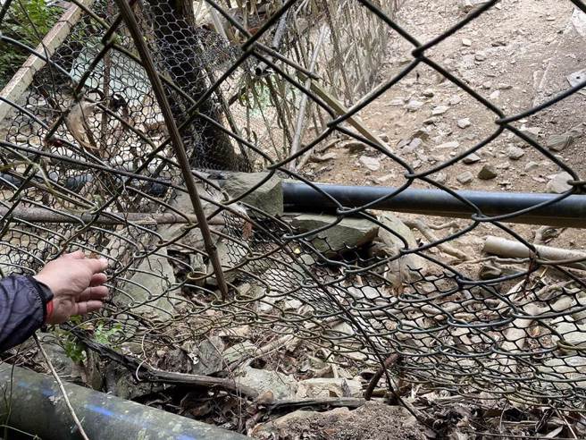 鸡舍围栏疑遭台湾黑熊破获。（林业及自然保育署花莲分署提供／王志伟花莲传真）