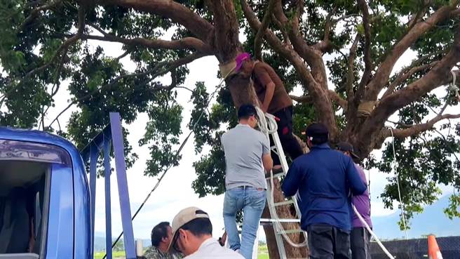 因应苏拉颱风来袭，池上乡公所针对观光地标「金城武树」绑桩加固，以防风吹树倒。（读者提供／萧嘉蕙台东传真）