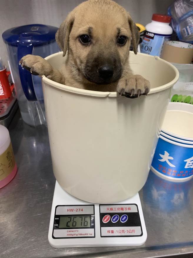 9胞胎每隻都頭好壯壯。（新北市動保處提供）