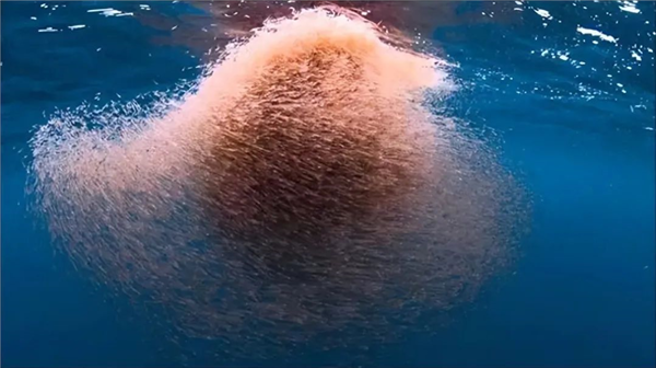 中国南极科考队最近意外发现一片蕴藏着丰富海洋生物资源的「海上粮仓」，其中有约10亿吨的磷虾。图为磷虾飘浮于海上的群落。（图／快科技）