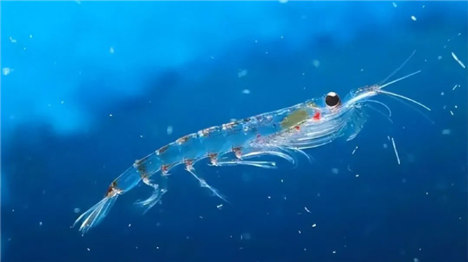 磷虾除了可做为营养食品，在医疗、工业领域也非常有用。（图／快科技）