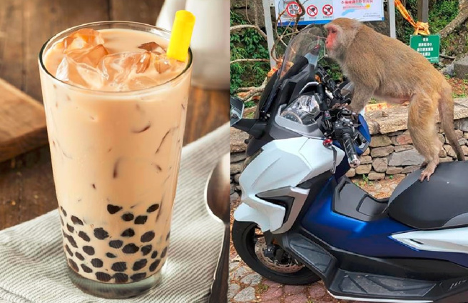星媒评台湾10年购买力减少200多杯珍奶，洪孟楷嘆年轻人穷忙沦为山道猴子缩影。（合成图／Shutterstock、民眾提供）