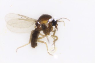 東海大學研發小黑蚊防治良方 登上國際PLOS ONE知名科學期刊