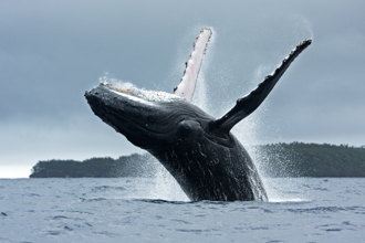 22年前遭螺旋槳「絞肉」重傷 著名座頭鯨「刀鋒戰士」現身了
