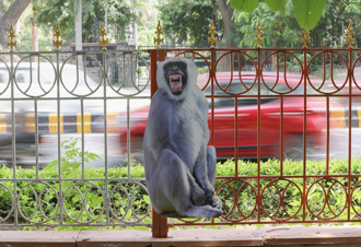 G20峰會印度登場在即 首都冒出「另類看板」防猴子攪局