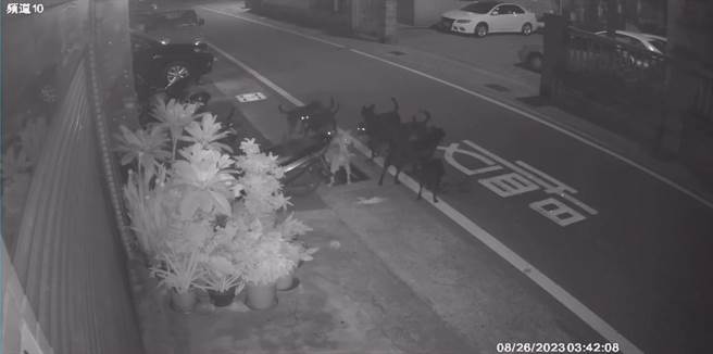 苗栗縣苑裡鎮玉田里長期流浪犬聚集，日前有民宅監視器拍到10隻流浪犬追逐咬死1隻野貓。（苗栗縣政府提供／李京昇苗栗傳真）