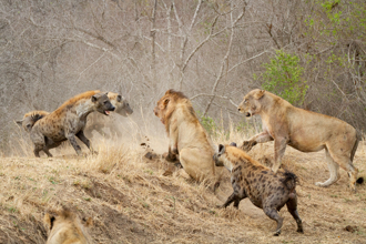 鬣狗被猛獅咬頸難逃死劫 夥伴動員營救 奇蹟發生