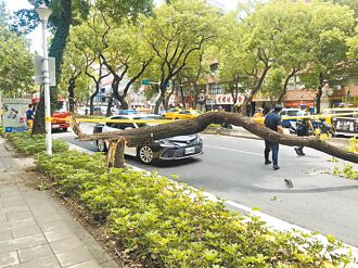 台北2起路樹砸人 1死1輕傷