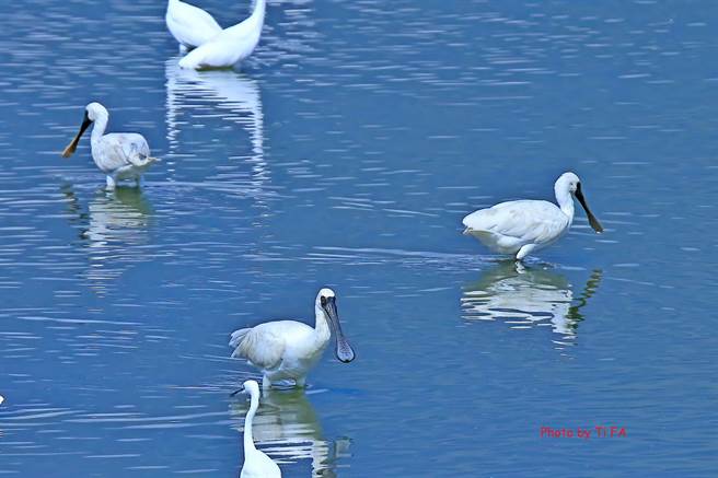 黑面琵鹭多在9月中旬飞抵台湾度冬，没想到近日却有爱鸟人士在花莲寿丰鱼塭发现其踪迹，令鸟友又惊又喜。（写爱鸟人士陈体发提供／罗亦晽花莲传真）