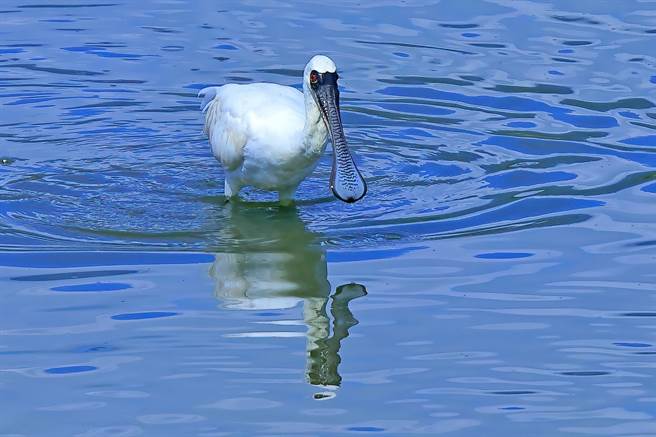 黑面琵鹭多在9月中旬飞抵台湾度冬，没想到近日却有爱鸟人士在花莲寿丰鱼塭发现其踪迹，令鸟友又惊又喜。（写爱鸟人士陈体发提供／罗亦晽花莲传真）