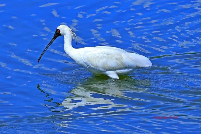 黑面琵鹭多在9月中旬飞抵台湾度冬，没想到近日却有爱鸟人士在花莲寿丰鱼塭发现其踪迹，令鸟友又惊又喜。（写爱鸟人士陈体发提供／罗亦晽花莲传真）