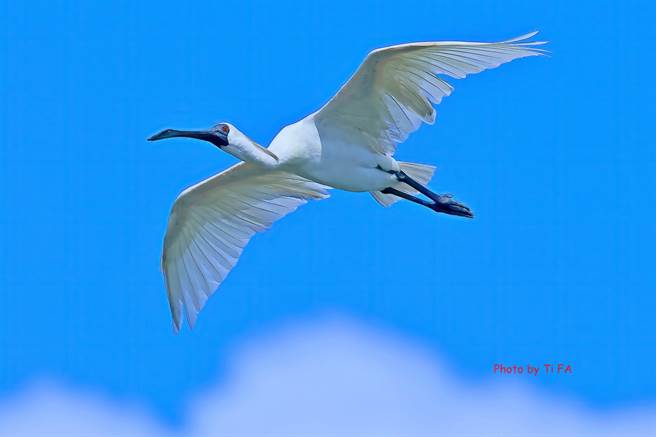 黑面琵鹭多在9月中旬飞抵台湾度冬，没想到近日却有爱鸟人士在花莲寿丰鱼塭发现其踪迹，令鸟友又惊又喜。（写爱鸟人士陈体发提供／罗亦晽花莲传真）