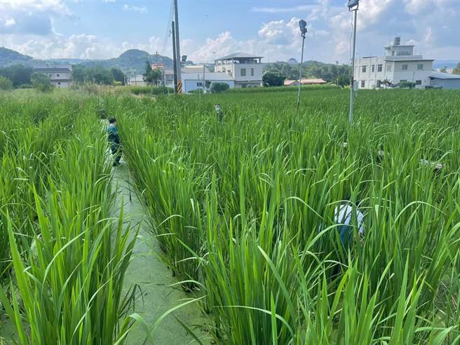 暨南大学与埔里蔬菜产销班争取LED灯照筊白笋试验计画，成功协助农民年节约17.8万度电、降低2／3电费。（南投县政府提供）