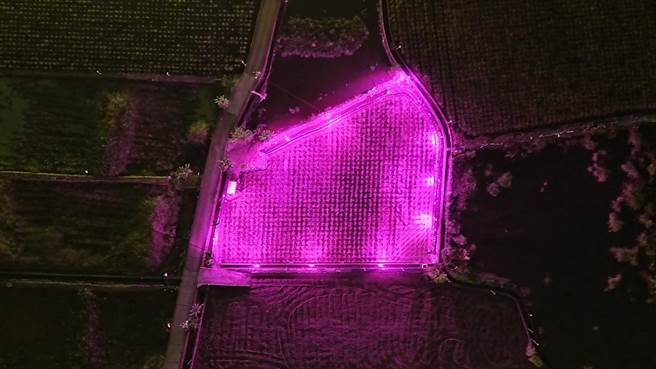 空中俯瞰埔里LED紫光示范农田神秘又浪漫，意外成为网红旅游打卡热点。（南投县政府提供）