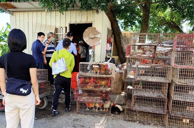 嘉義縣違法屠宰聯合查緝小組日前和縣調查站聯手出擊，當場查到陳姓業者私宰活禽，鐵皮屋門口還擺了好幾籠活雞。（嘉義縣政府提供∕呂妍庭嘉義傳真）