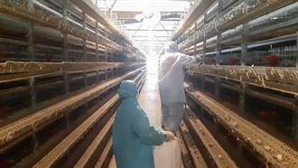 酷暑也傳禽流感 彰化養殖場撲殺逾6.5萬隻鵪鶉