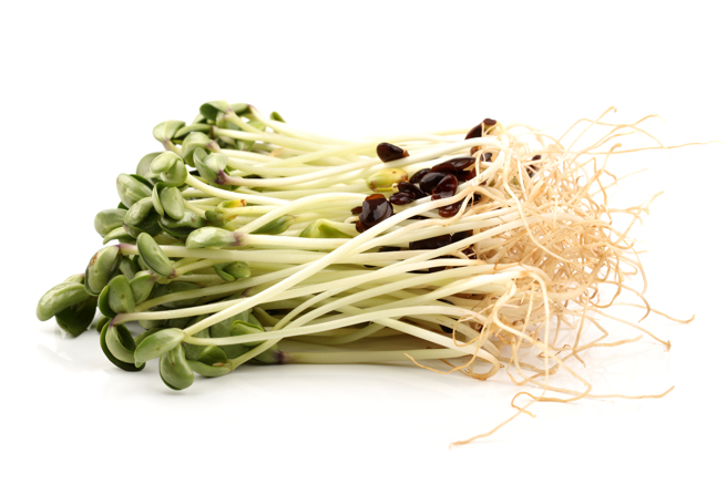 豆類發芽後的芽菜有極高的營養密度，有研究指出，豆類經過發芽過程後，所含的植化素含量會大量增加，具有強大的抗氧化、清除自由基的作用。（示意圖/ Shutterstock ）