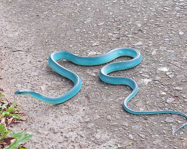 日前，有一名民眾将他于野外发现的「超美小青蛇」发布于网络和大家分享，并迅速引发眾多热议。（照片来源 / 民眾黄忠信）