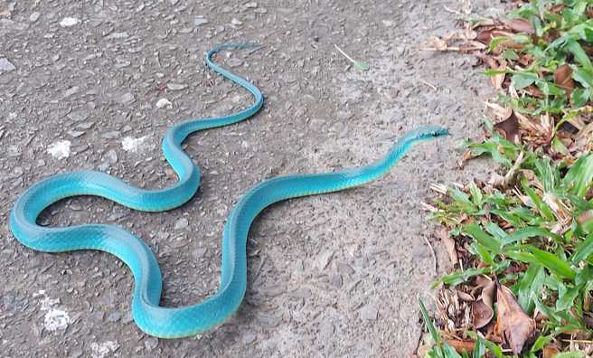 野外惊现「Tiffany蓝」绝美蛇影。（照片来源 / 民眾黄忠信）