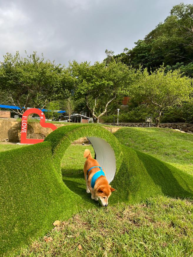 园内草皮分为三区块，均有安全围栏不怕毛孩翘家。（林欣仪摄）