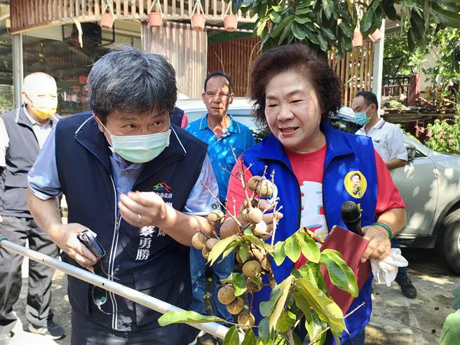 台中市雾峰区多处果树遭疣胸琉璃蚁侵扰，造成採收困难，台中市议员林碧秀（右）与农业局副局长蔡勇胜（左）1日到雾峰山区了解情况。（潘虹恩摄）